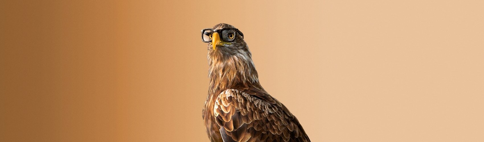 Optic 2000 Monture Offerte Opticien Bandeau Desktop