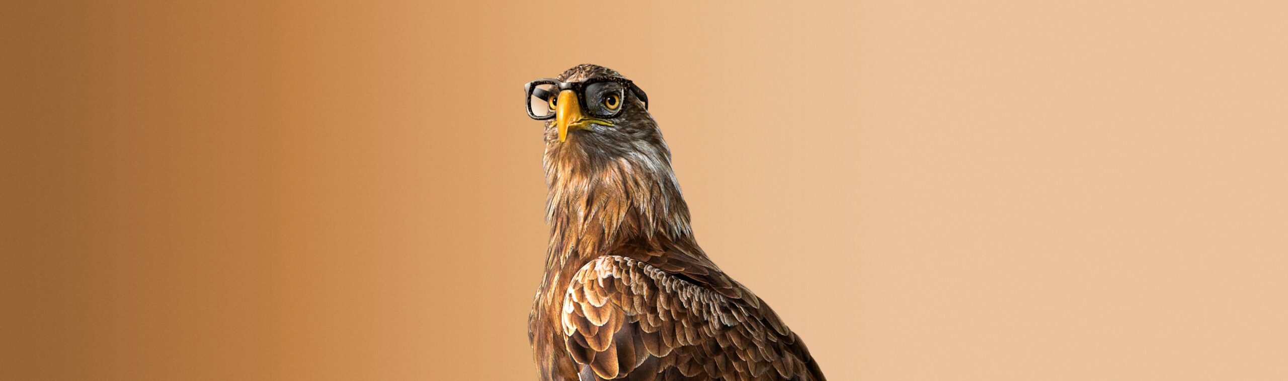 Optic2000 Offre Bandeau Monture Offerte Desktop