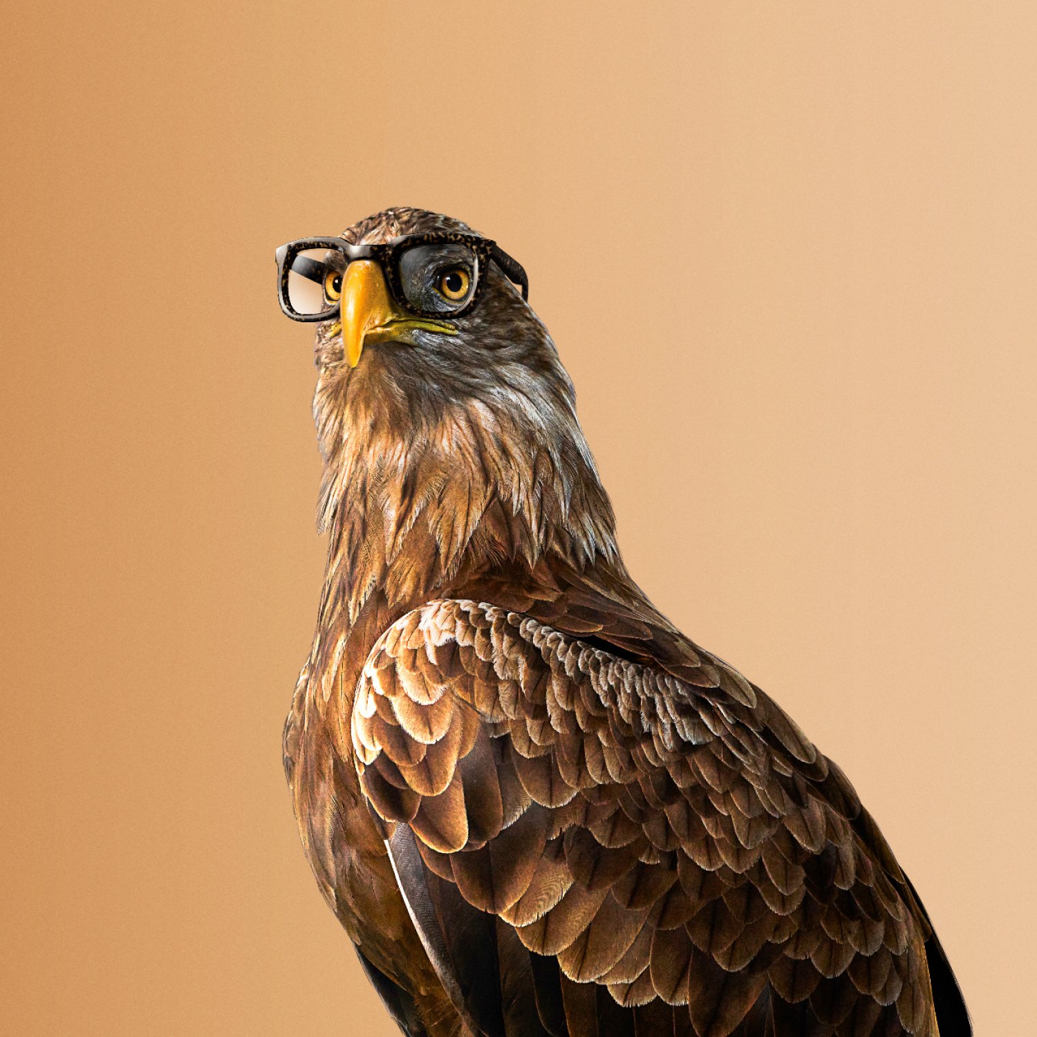 Optic2000 Offre Bandeau Monture Offerte Mobile